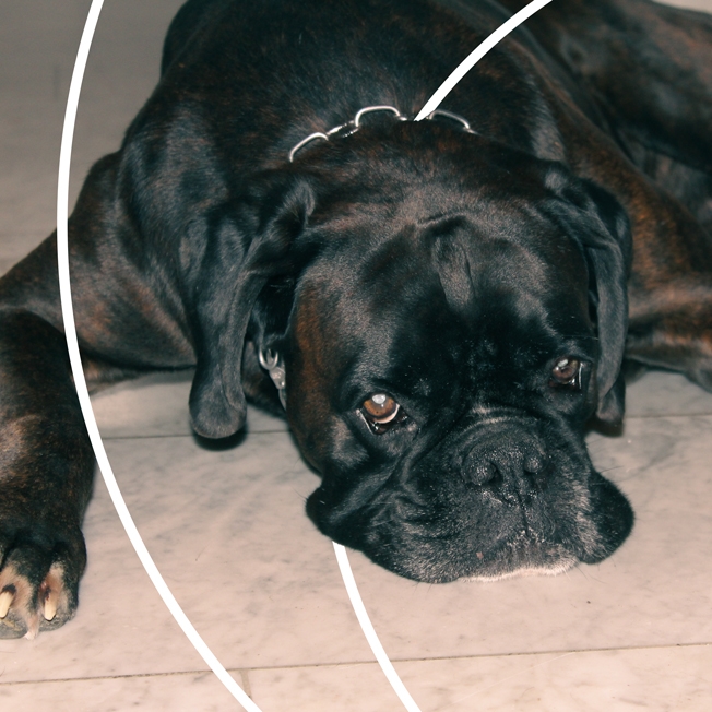 Anwendung pulsierender Magnetfelder bei Hunden.
